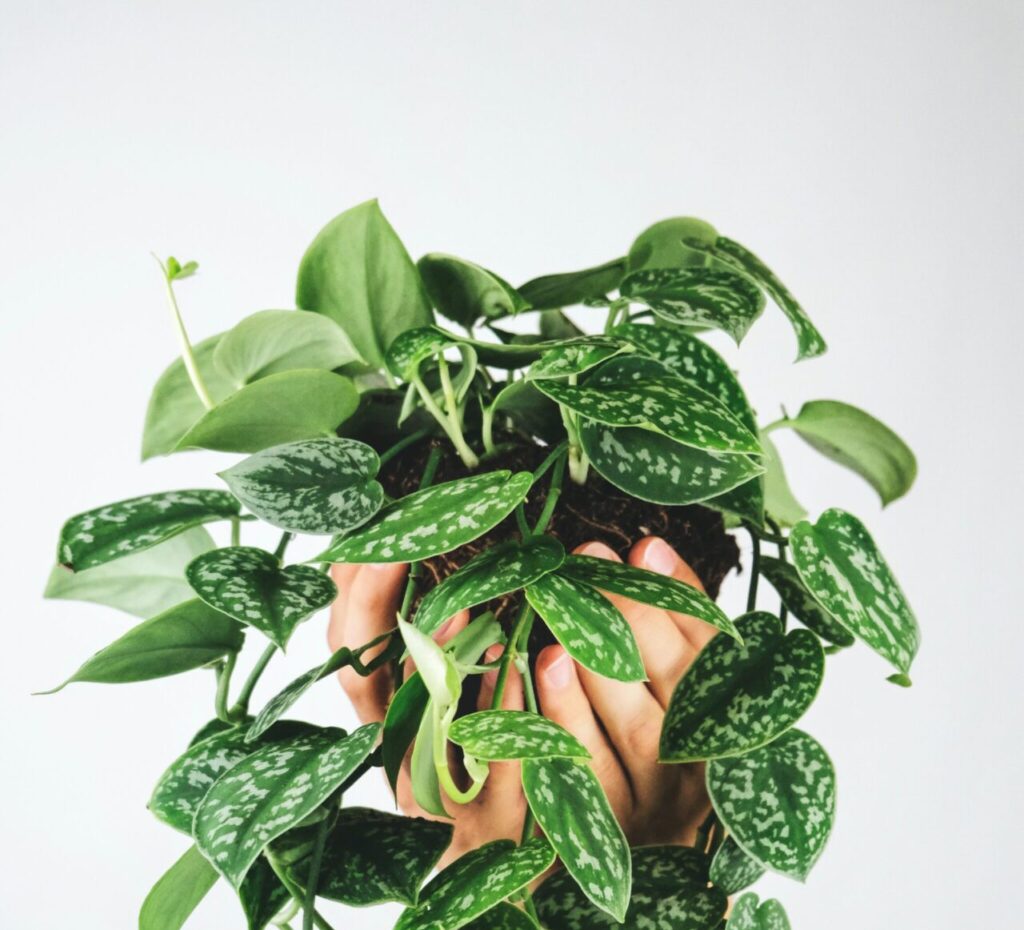 Satin pothos (Scindapsus)