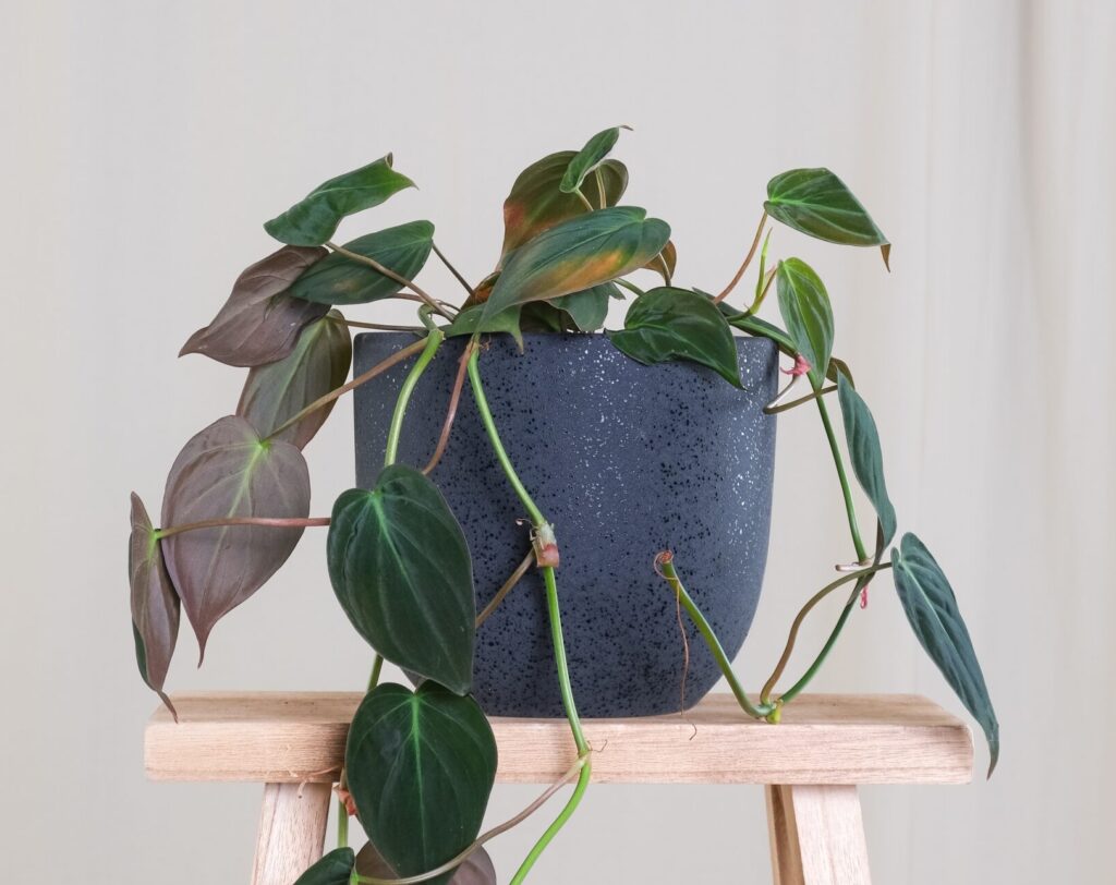 Philodendron Micans