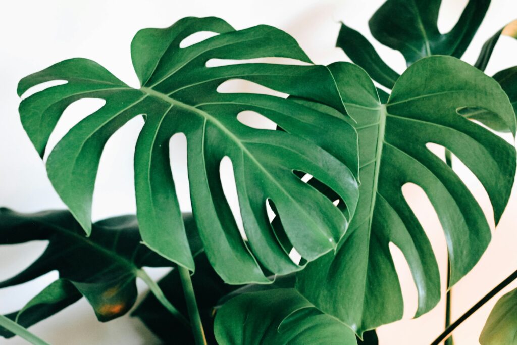 Monstera Deliciosa