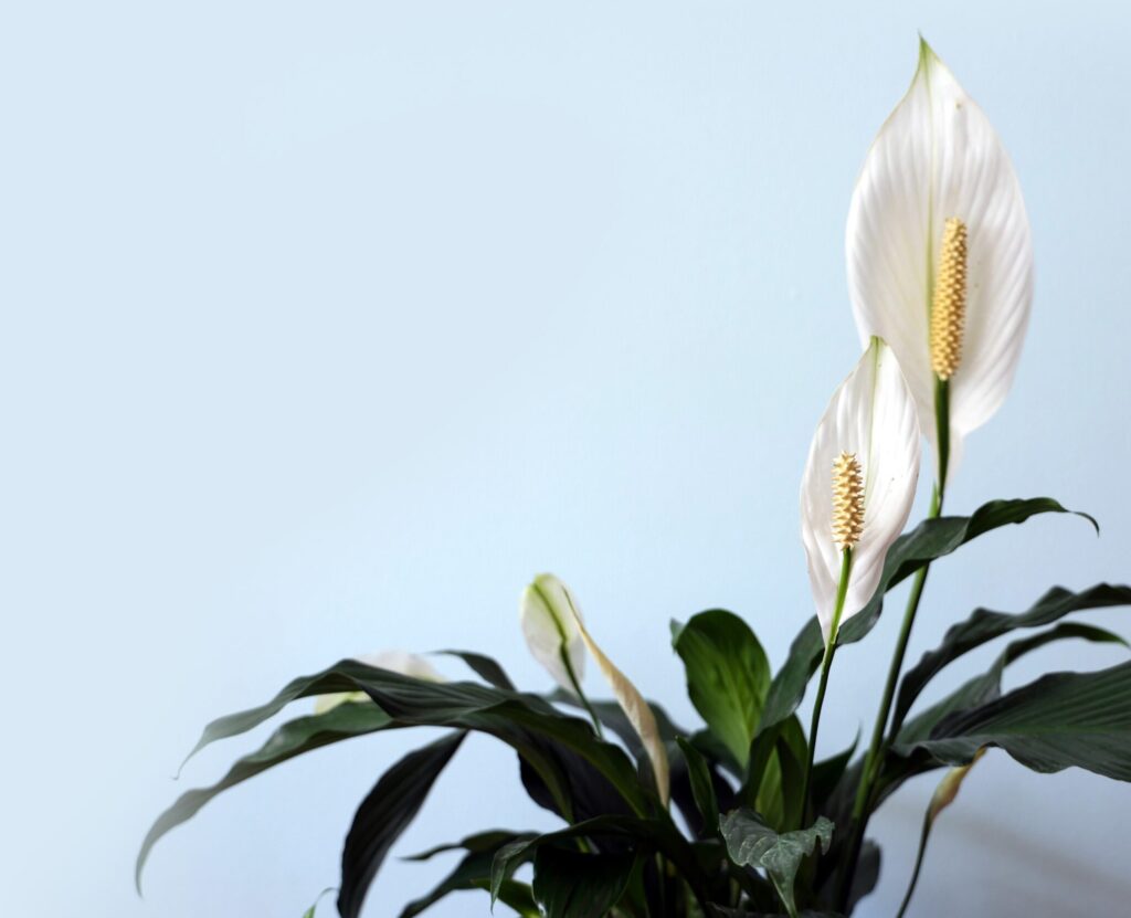 Peace lily