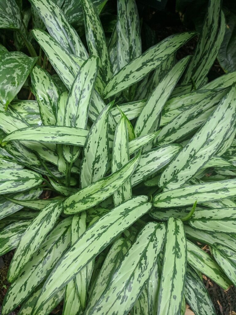 Chinese Evergreen Plant