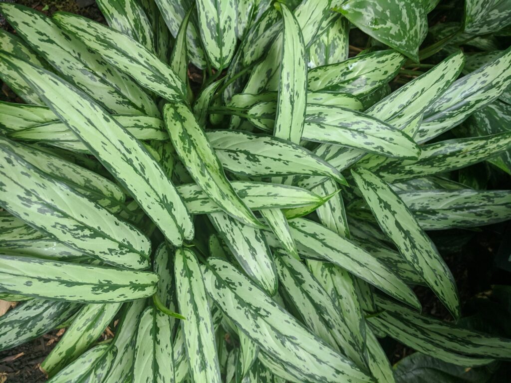 Chinese Evergreen Plant
