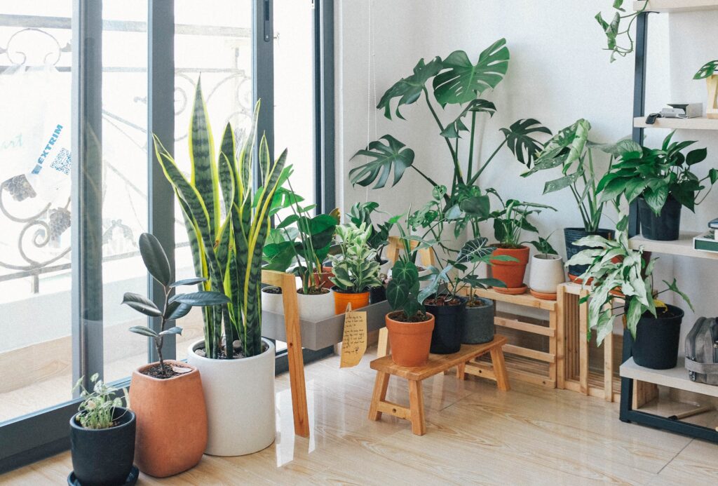 Low maintenance indoor plants