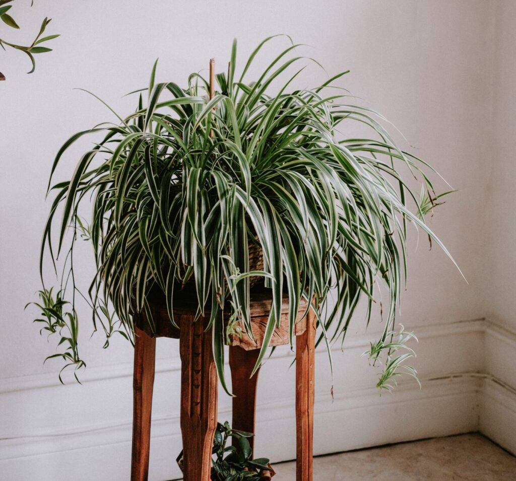 Spider Plant (Chlorophytum comosum)