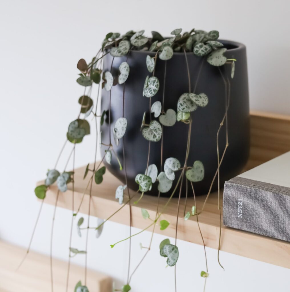 string of hearts in a pot