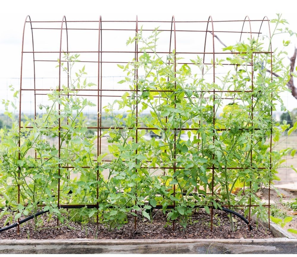 Panel Trellis for growing cucumbers