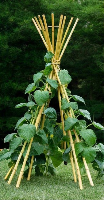 Teepee Trellis for growing cucumbers