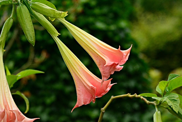 angels-trumpet