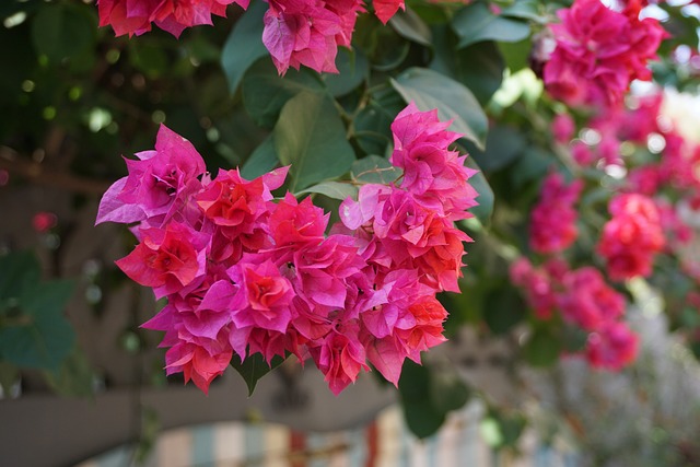 Pink bougainvillea blooming in clusters