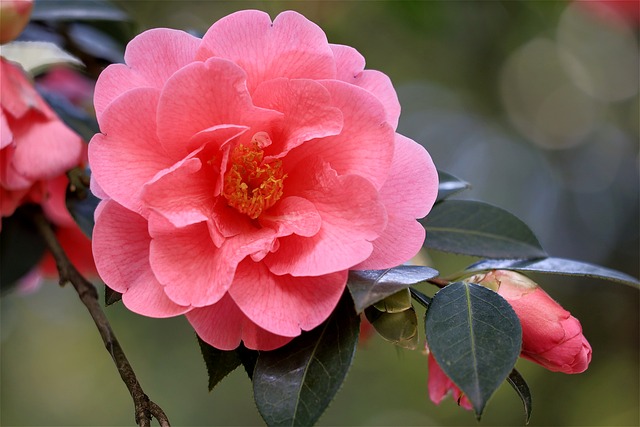 Pink Camellia