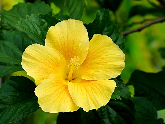 Yellow Hibiscus