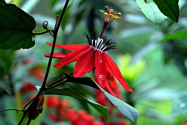 Red Passion Flower