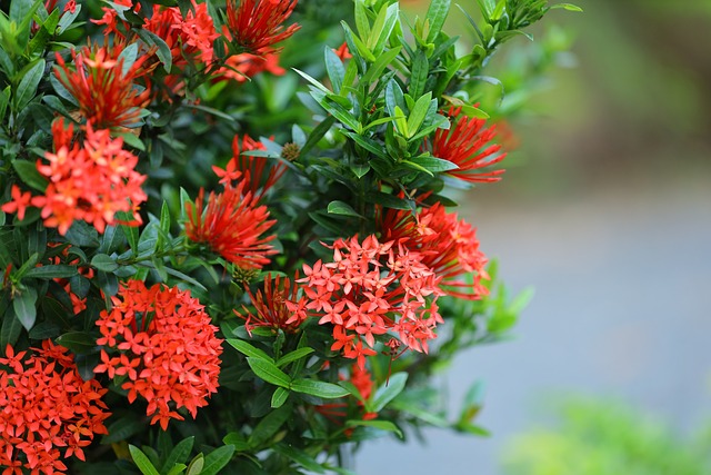 Red Ixora blooming in clusters