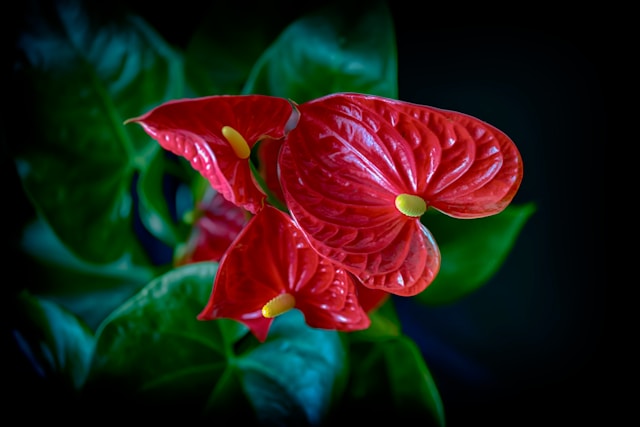 Red Anthurium