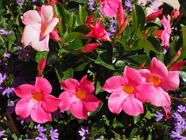Pink mandevillas blooming in clusters