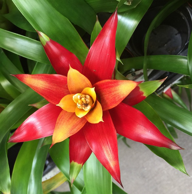 Bromeliads