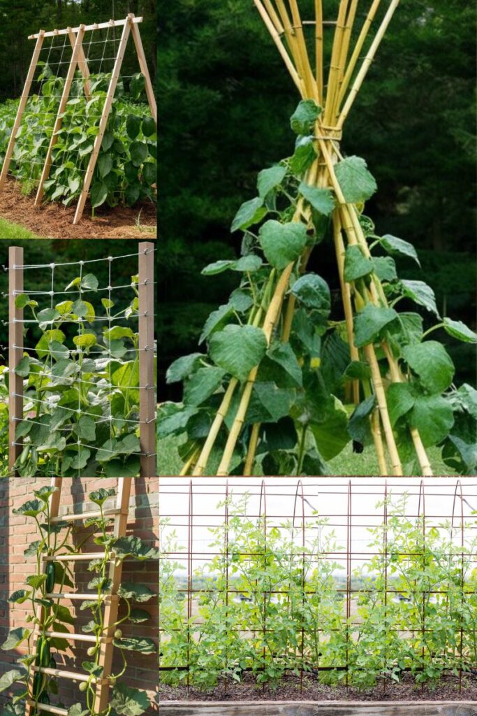 DIY trellis ideas for growing cucumbers