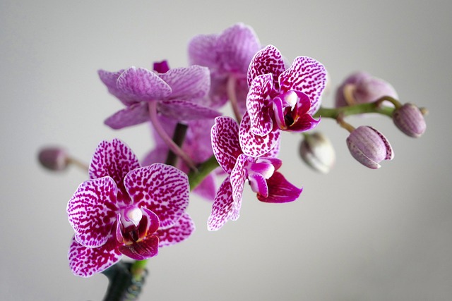 Purple Orchids