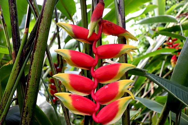 Heliconia