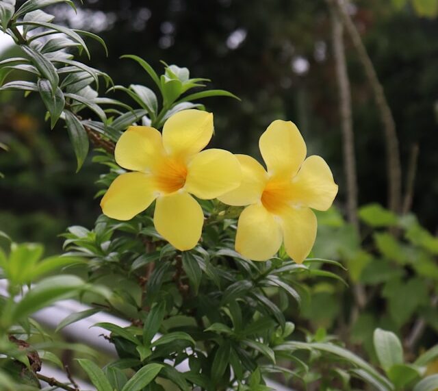 Yellow Allamanda