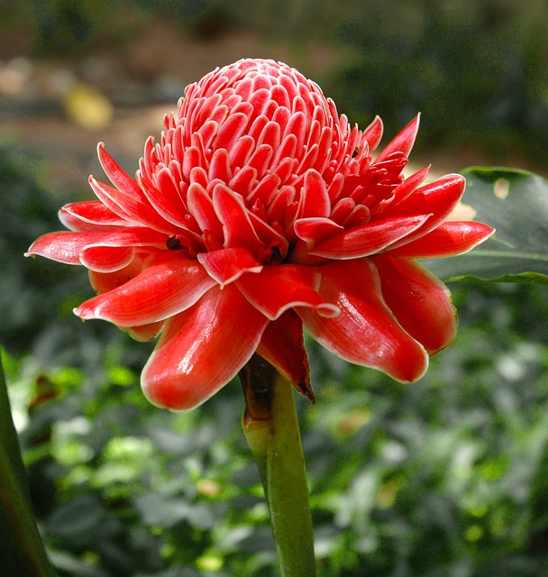 Red Torch Ginger