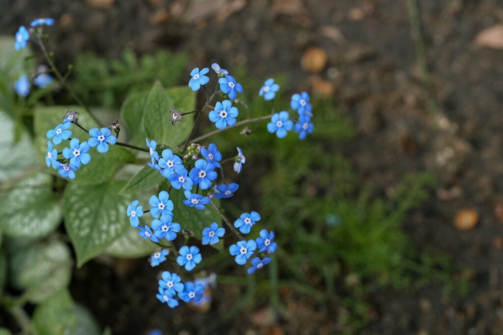 Siberian Bugloss