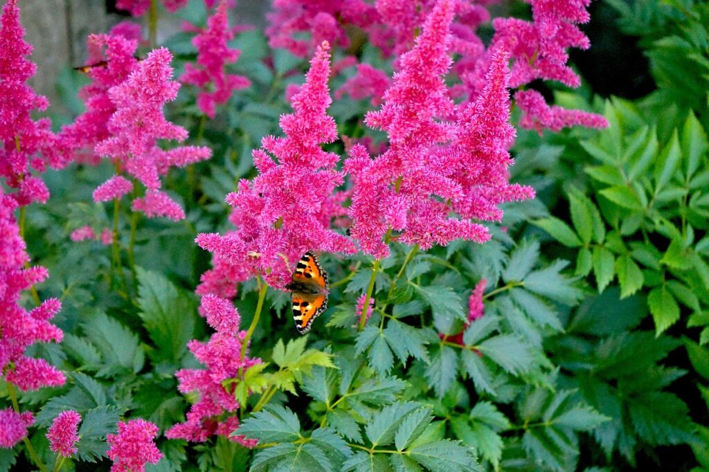 Astilbes