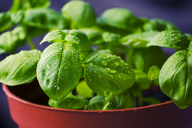 basil plant for repelling mosquitoes