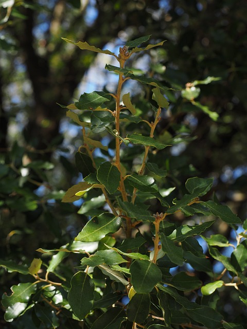 camphor tree