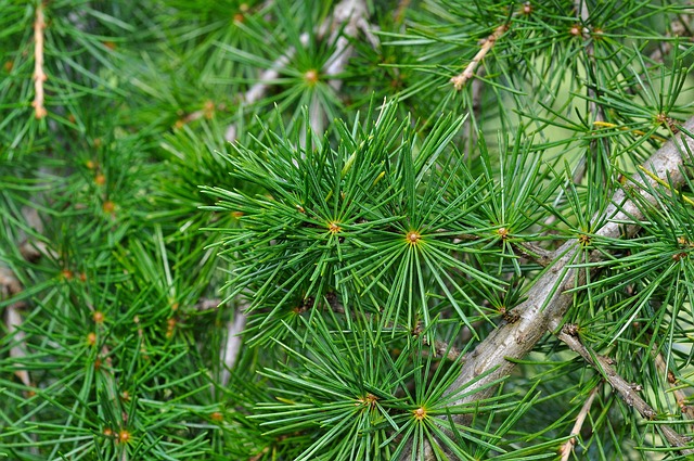 Cedarwood for repelling mosquitoes