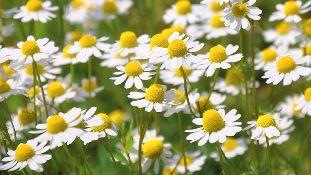 Chamomiles blooming in clusters for repelling mosquitoes