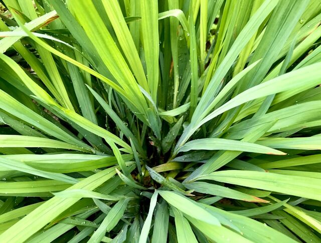 Lemongrass