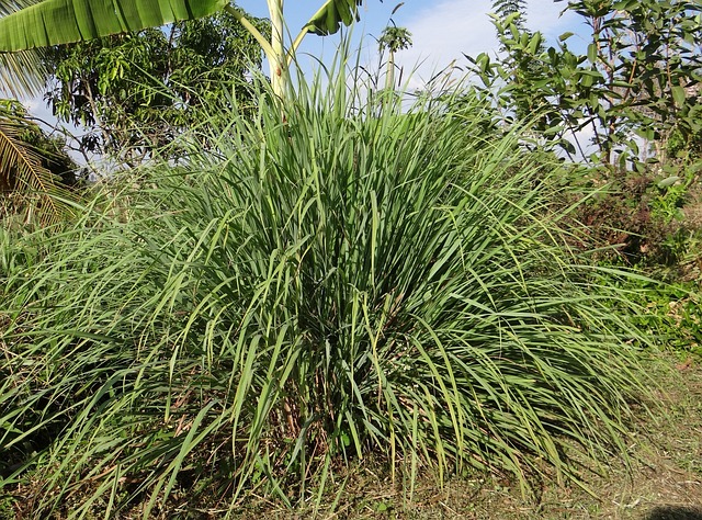 Cymbopogon nardus for repelling mosquitoes