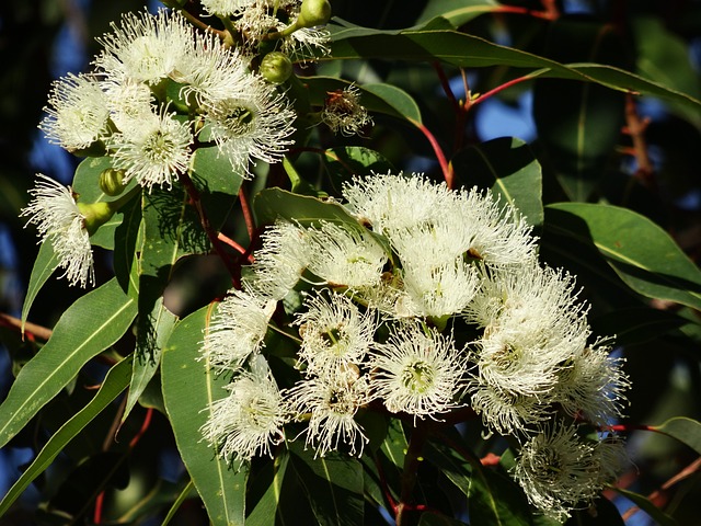 Broad-Leaved Eucalyptus