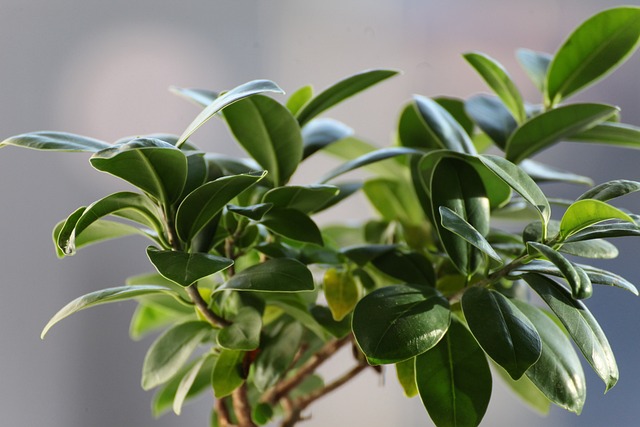 Indian Laurel