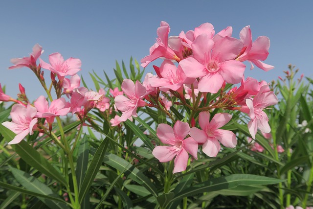 Pink Oleanders blooming in clusters