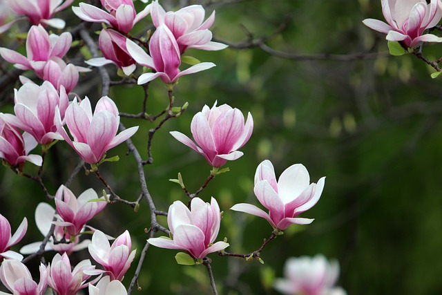 Magnolia flowers