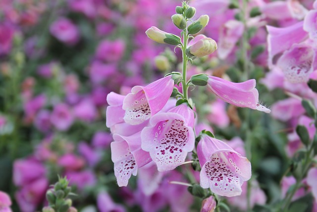 Foxgloves (Digitalis)