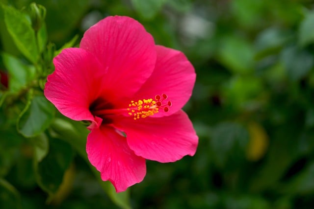 Hibiscus flower