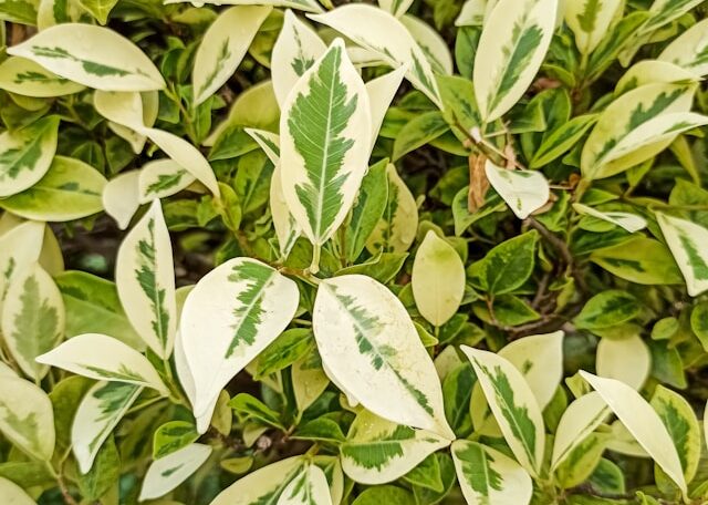 Ficus plant closeup