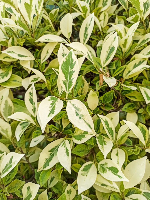 Ficus plant closeup