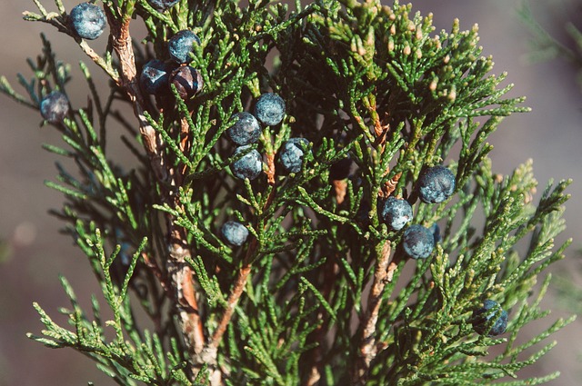 Juniper