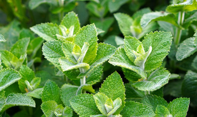 Peppermint