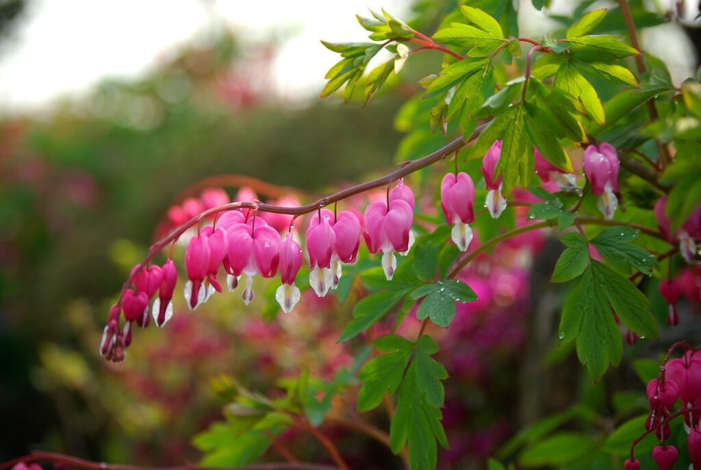 Bleeding Hearts