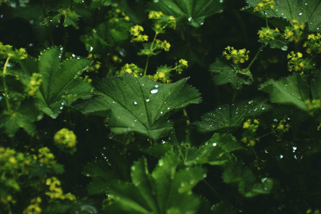 Lady's Mantle