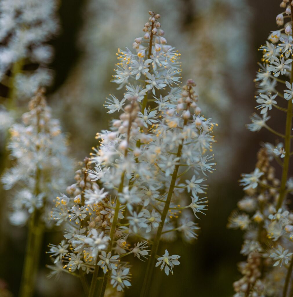 Foamflowers
