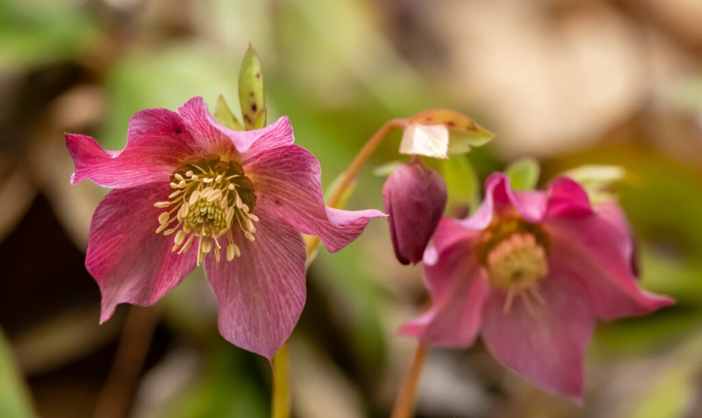 Hellebores