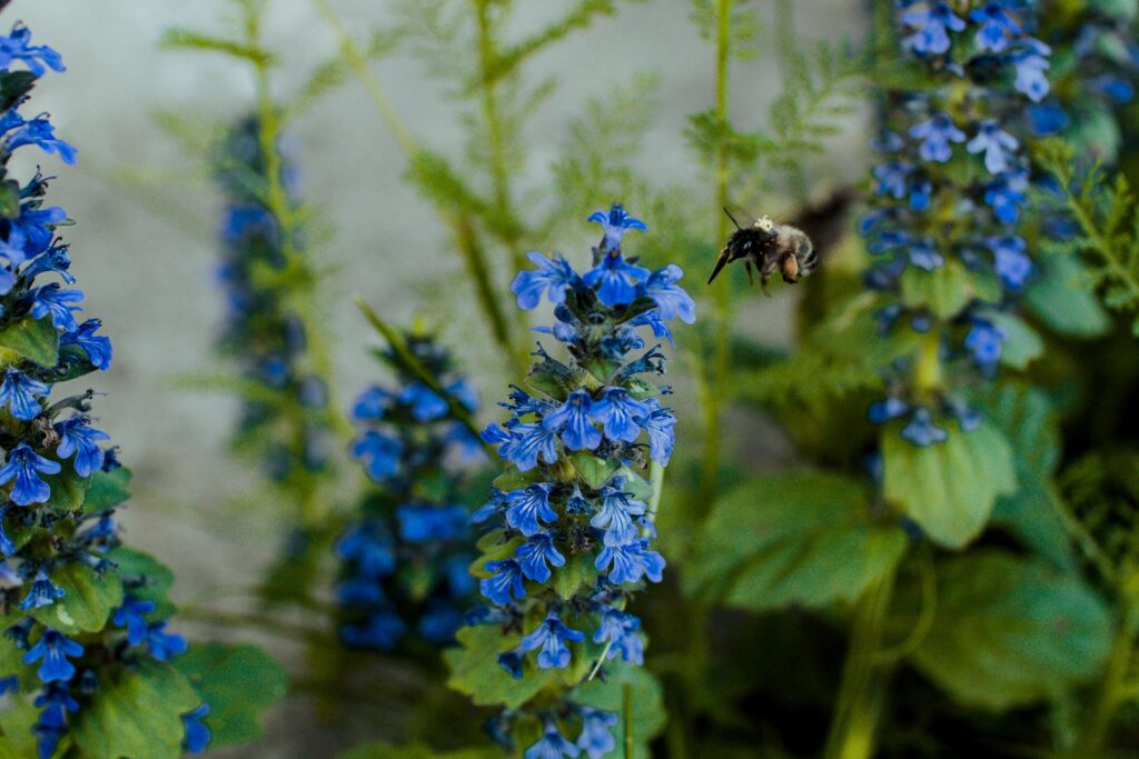 Bugleweed (Ajuga)