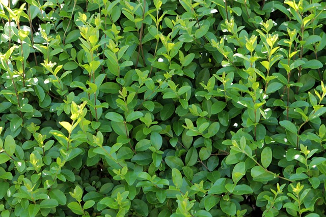 Privet hedge