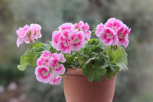 Geranium